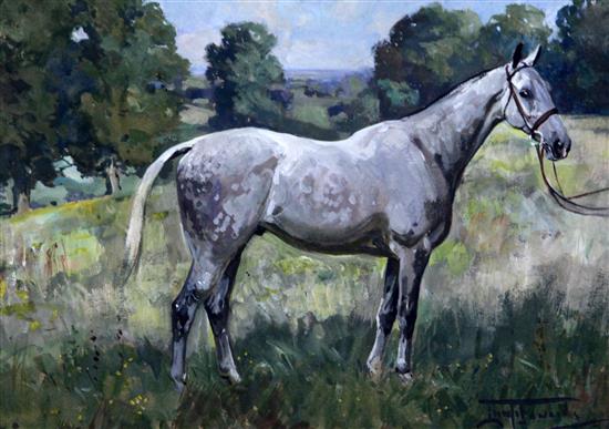 Lionel Edwards (1878-1966) Dapple grey horse in a field, 9.25 x 13in.